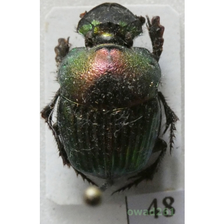 Phanaeus tridens Castelnau, 1840 female Mexico48